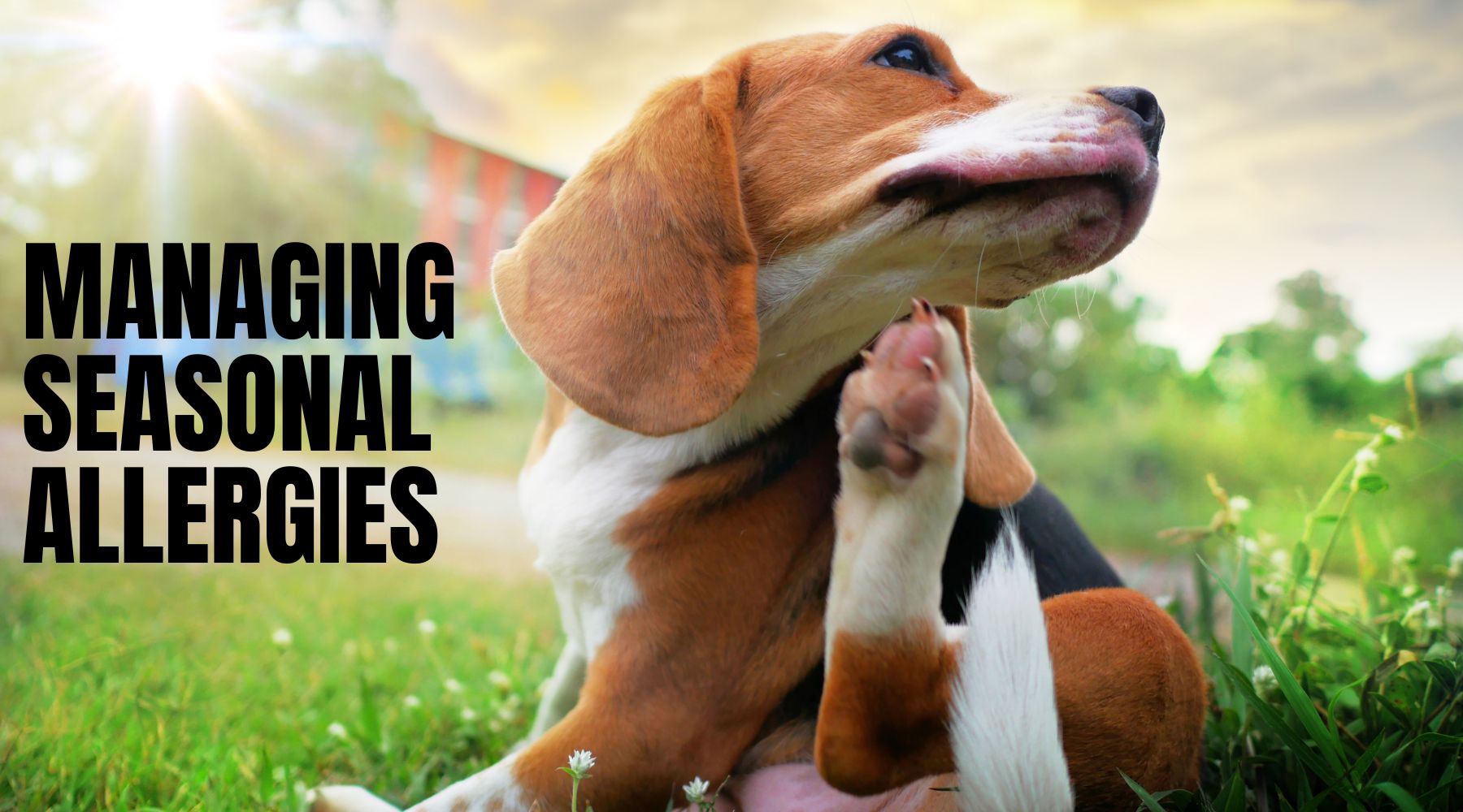 View of Managing Seasonal Allergies in Dogs – muddaddy.co.uk