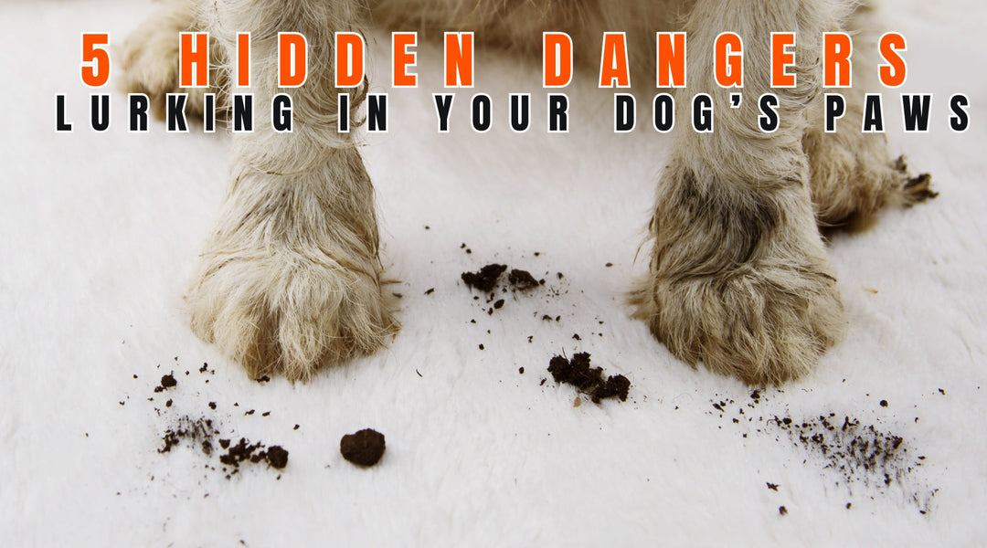 5 Hidden Dangers Lurking in Your Dog’s Paws & How to Protect Them