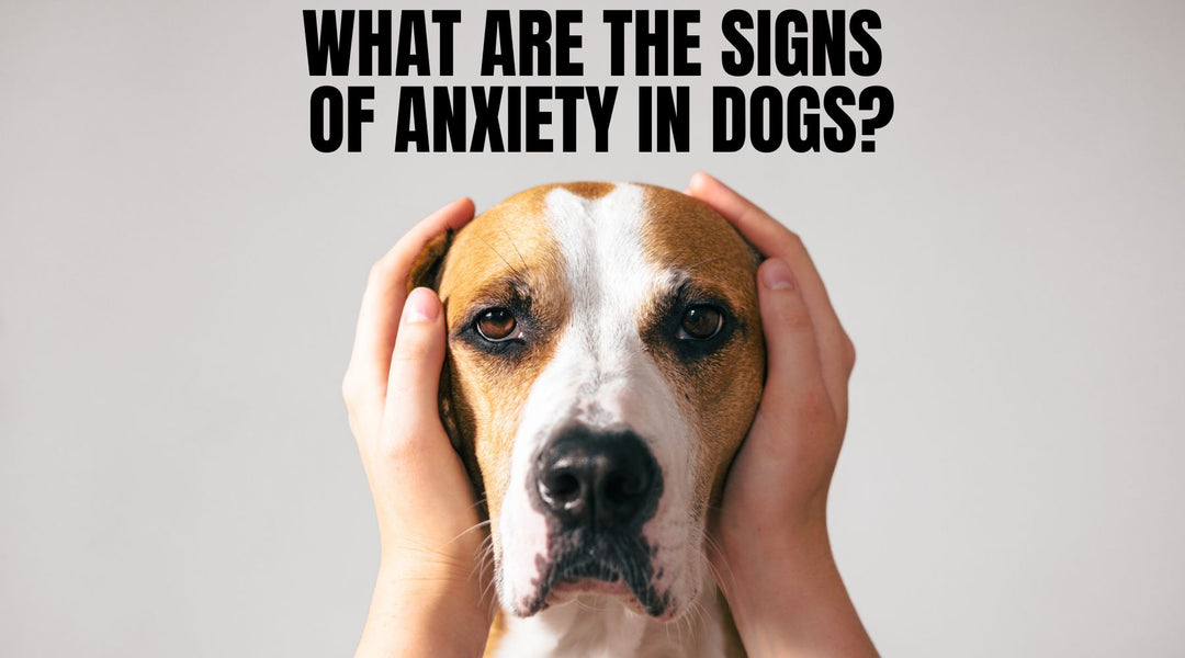 Signs of Anxiety in Dogs