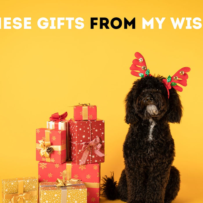 10 Christmas Gift Ideas for Your Dog