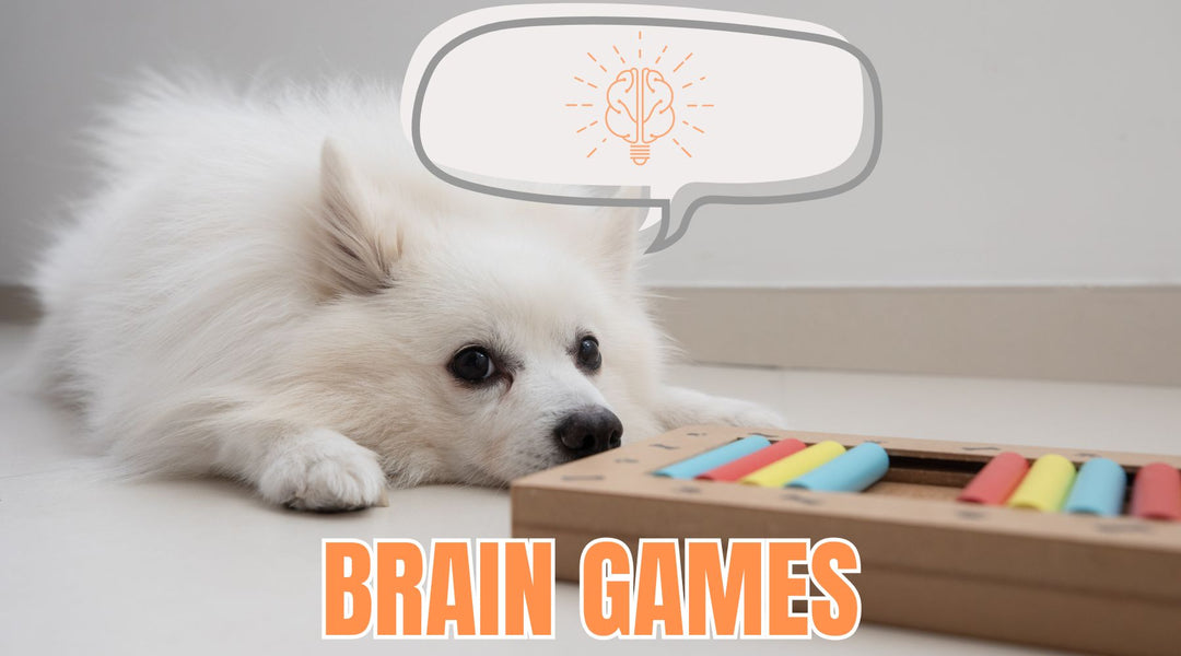 6 Entertaining Brain Games to Keep Your Canine Companion's Tail Wagging with Delight