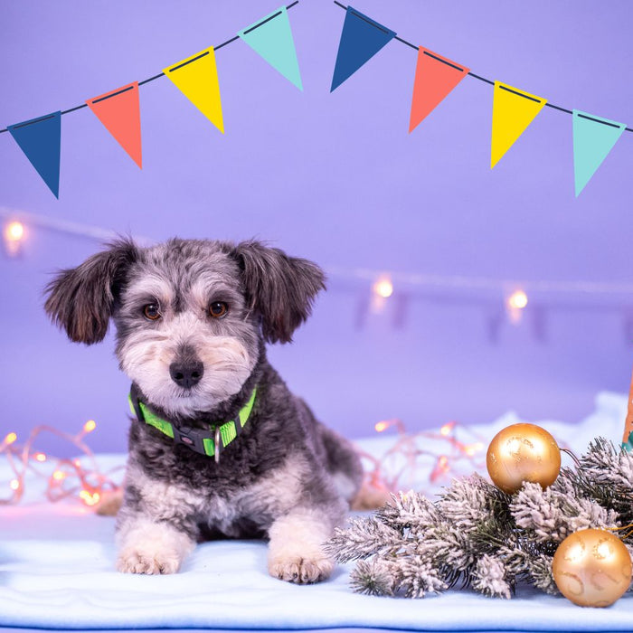 Celebrating Holiday Festivities with Your Furry Friends: Creative Ideas for Dog Owners