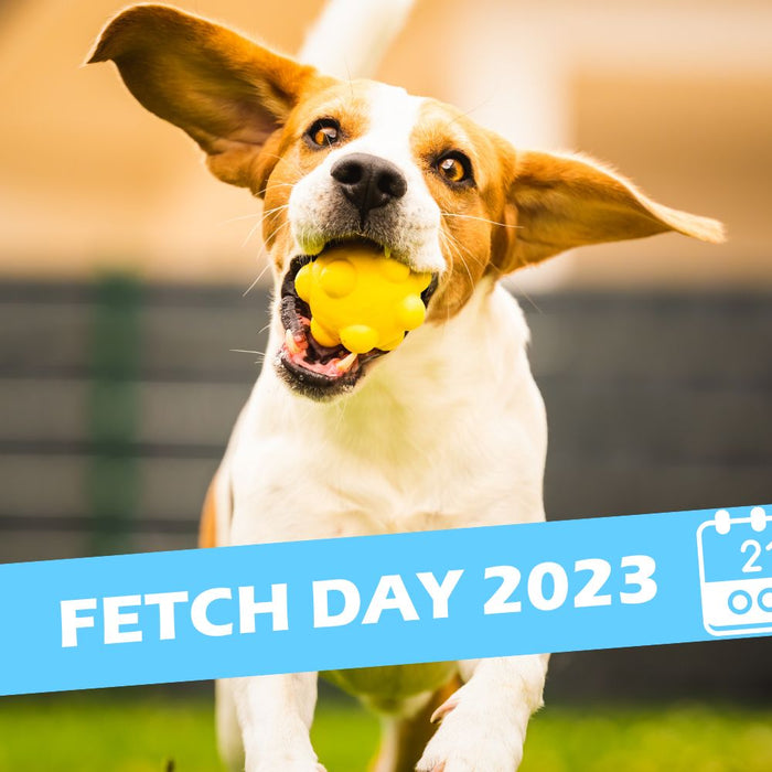 Unleash the Fun: Celebrating Fetch Day with Your Furry Mate