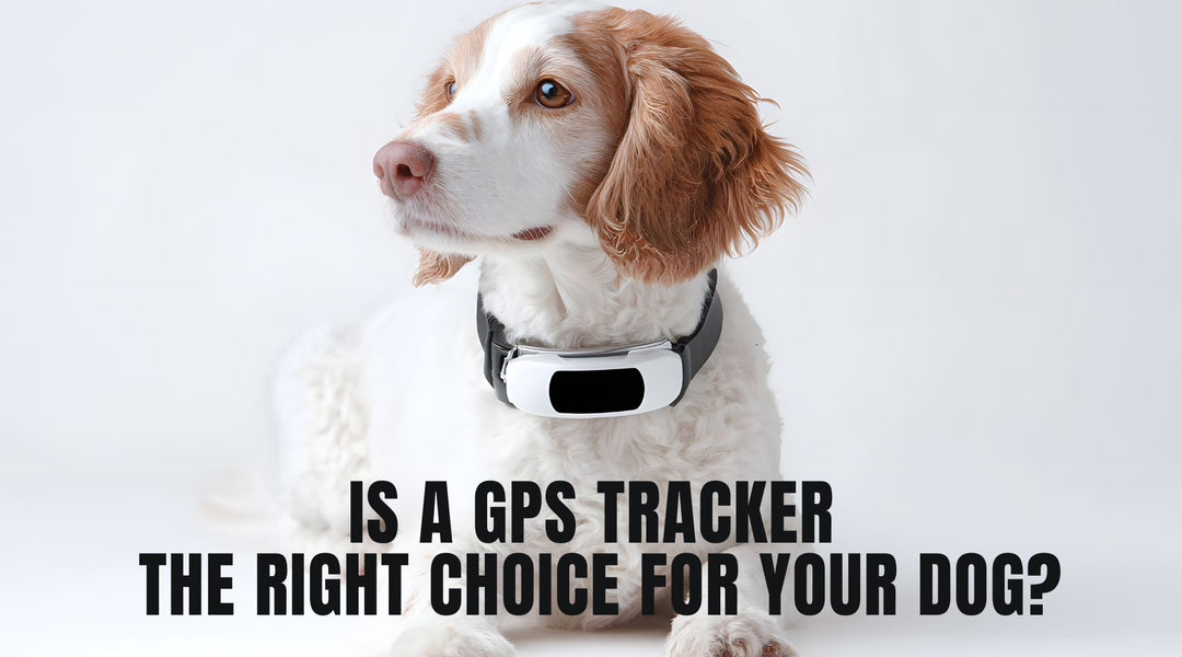 Is a GPS Tracker the Right Choice for Your Dog?