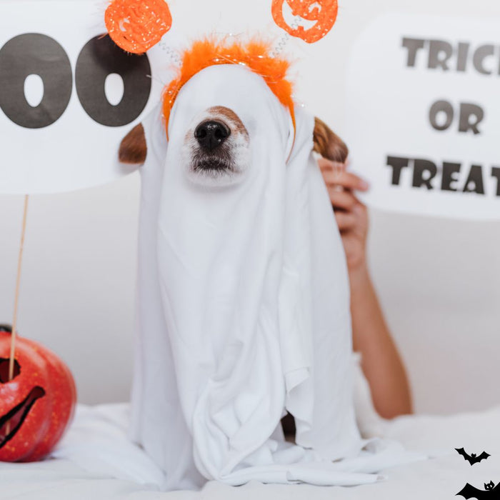 Dressing Your Dog for Halloween: A Spooky Guide!