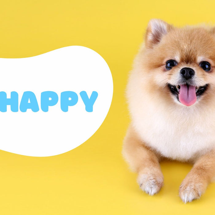 Signs That Your Dog is Truly Happy
