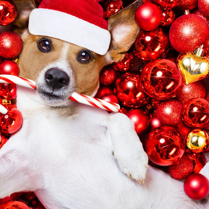 How to Keep Your Dog Stress-Free During Christmas