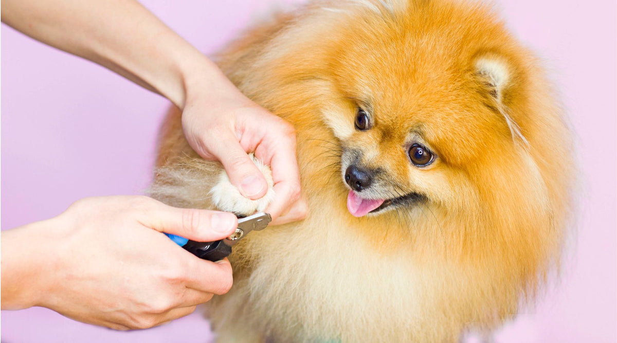 The Essential Guide to Dog Nail Trimming — muddaddy.co.uk