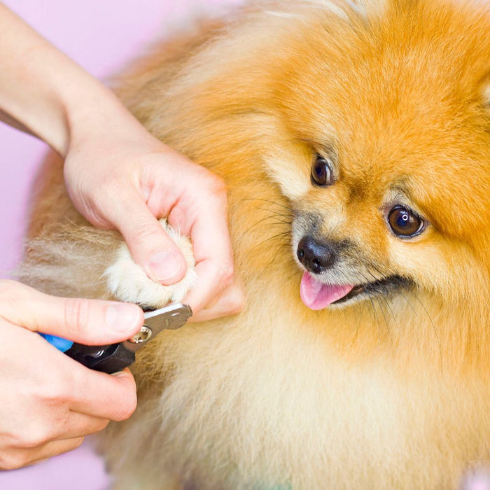 The Essential Guide to Dog Nail Trimming