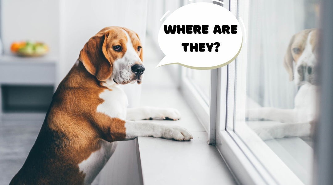 Tips for Ensuring Your Pet's Safety During Your Absence