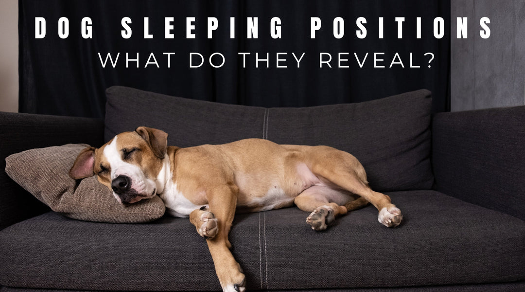 Sleeping Positions: What They Tell You About Your Dog