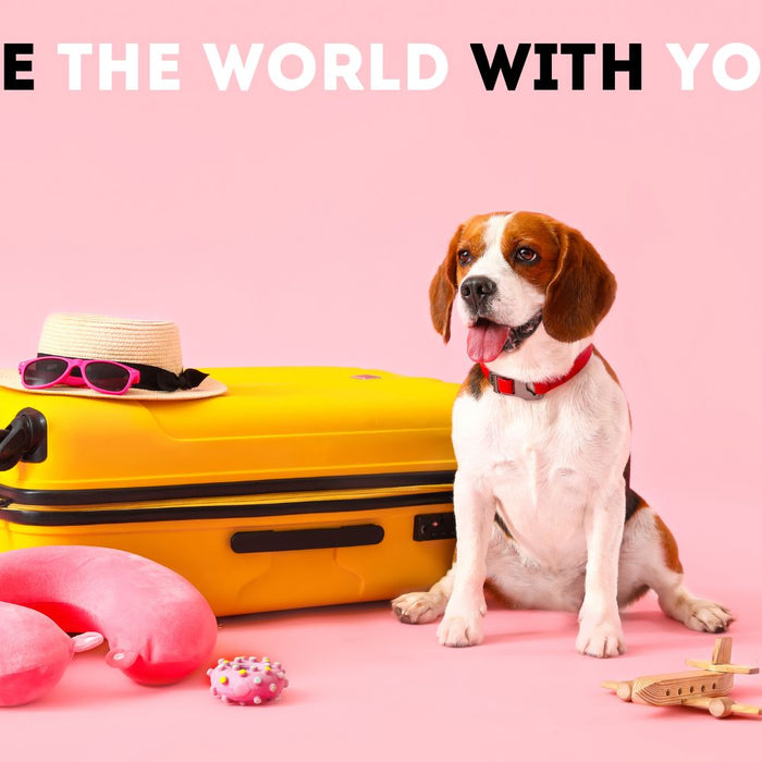 Exploring the World Together: The Joys and Considerations of Travelling with Your Dog