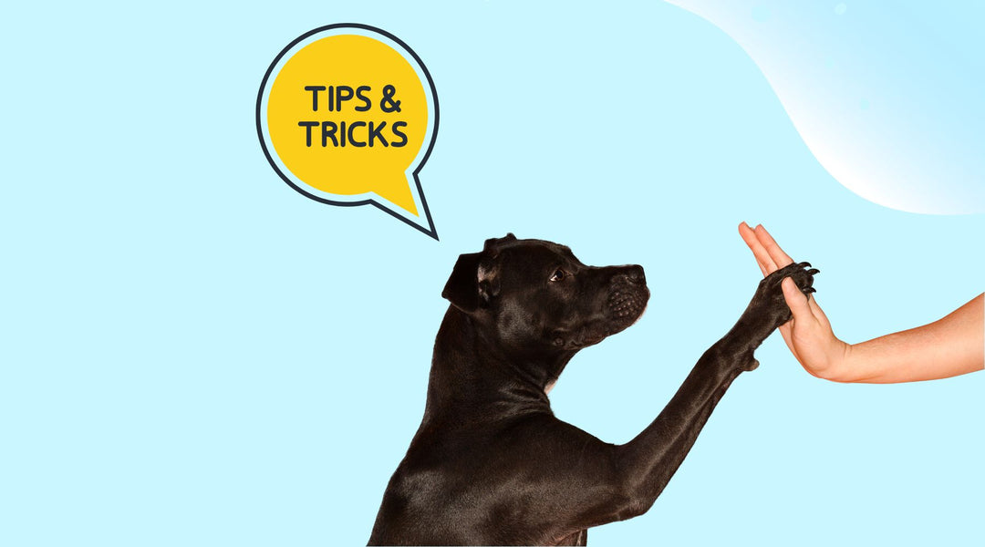 Enjoyable Techniques to Teach Your Dog Entertaining Tricks