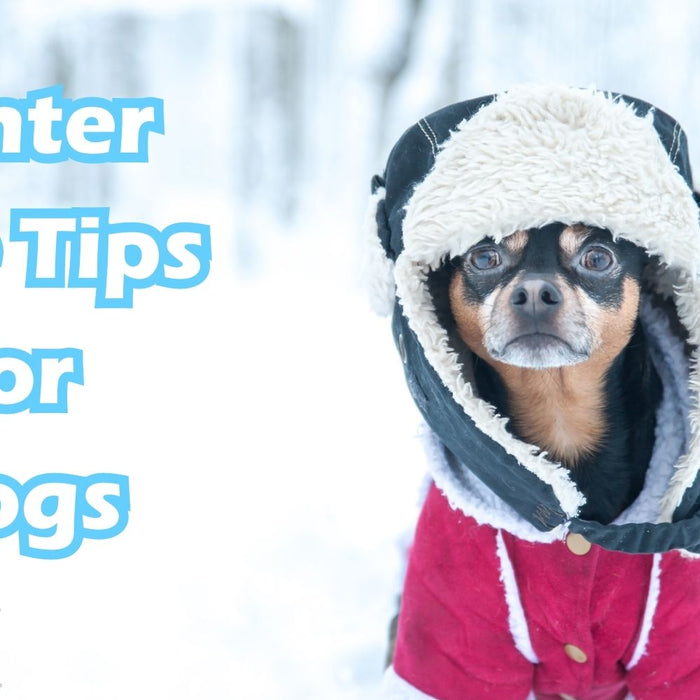 Winter Care Tips for Dogs
