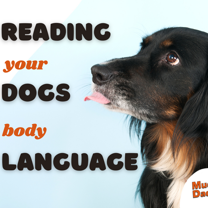 The ultimate guide to reading your dog’s body language