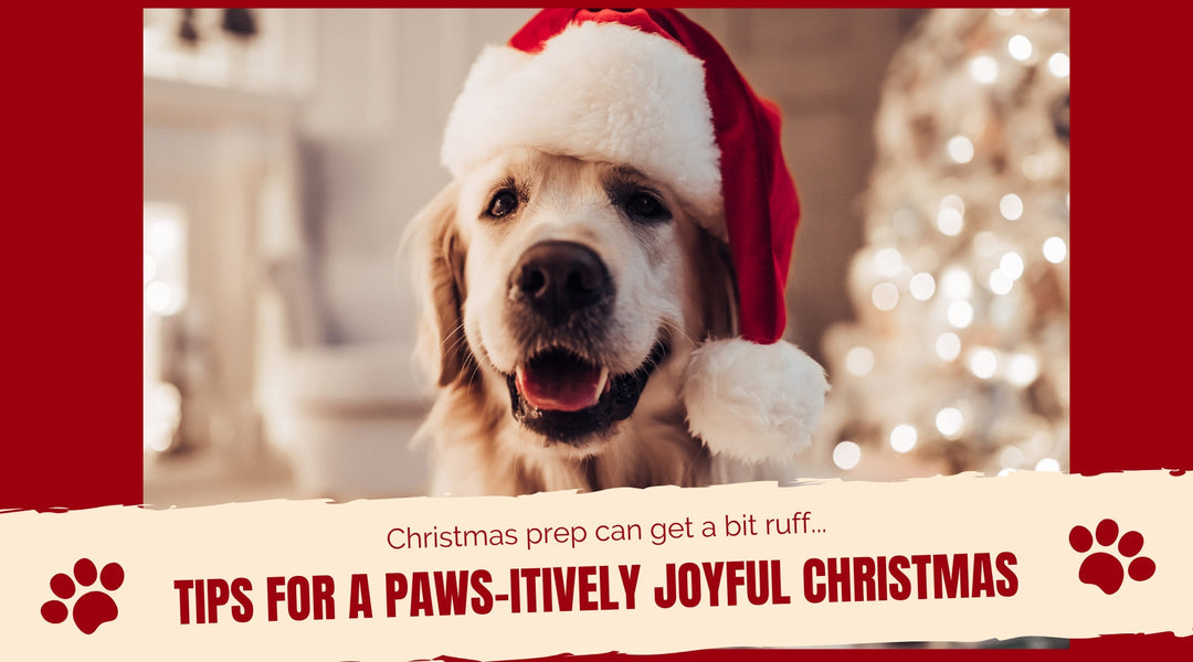 How to Make Christmas Extra Special for Your Dog: Tips for a Paws-itively Joyful Holiday