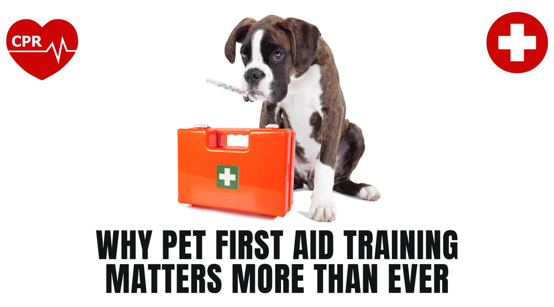 Why Pet First Aid Training Matters More Than Ever