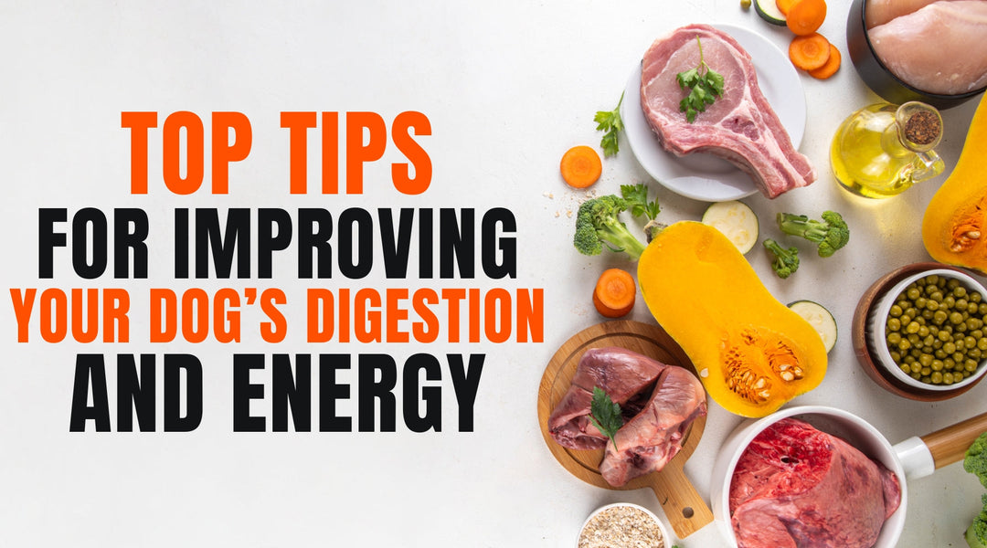 Top Tips for Improving Your Dog’s Digestion and Energy