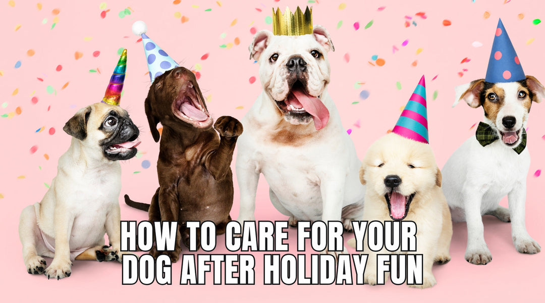 How to Care for Your Dog After Holiday Fun