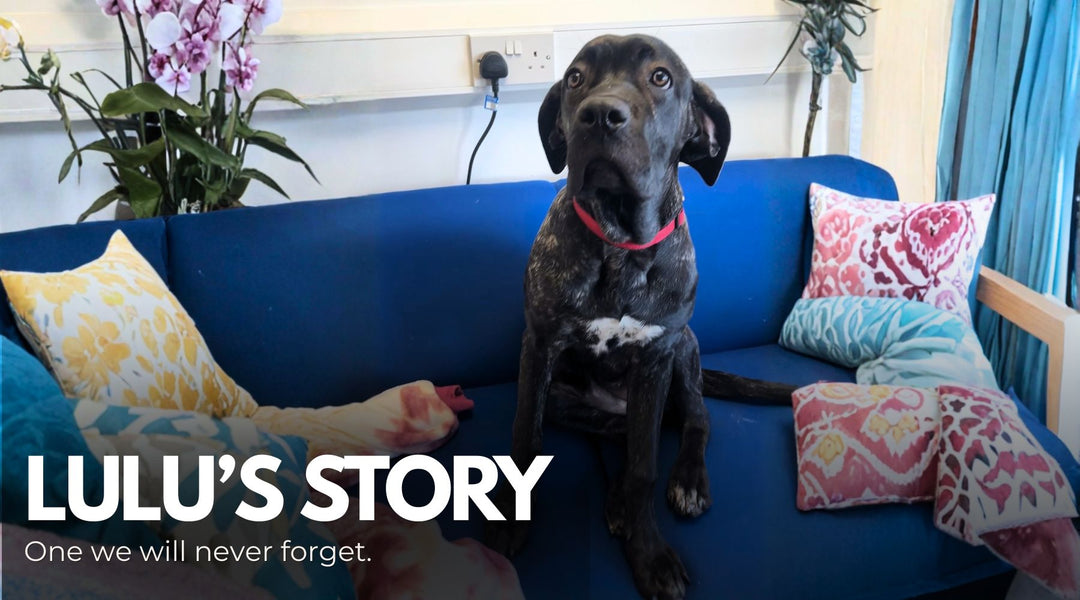 The Story Behind RoxyCare: Lulu's Journey
