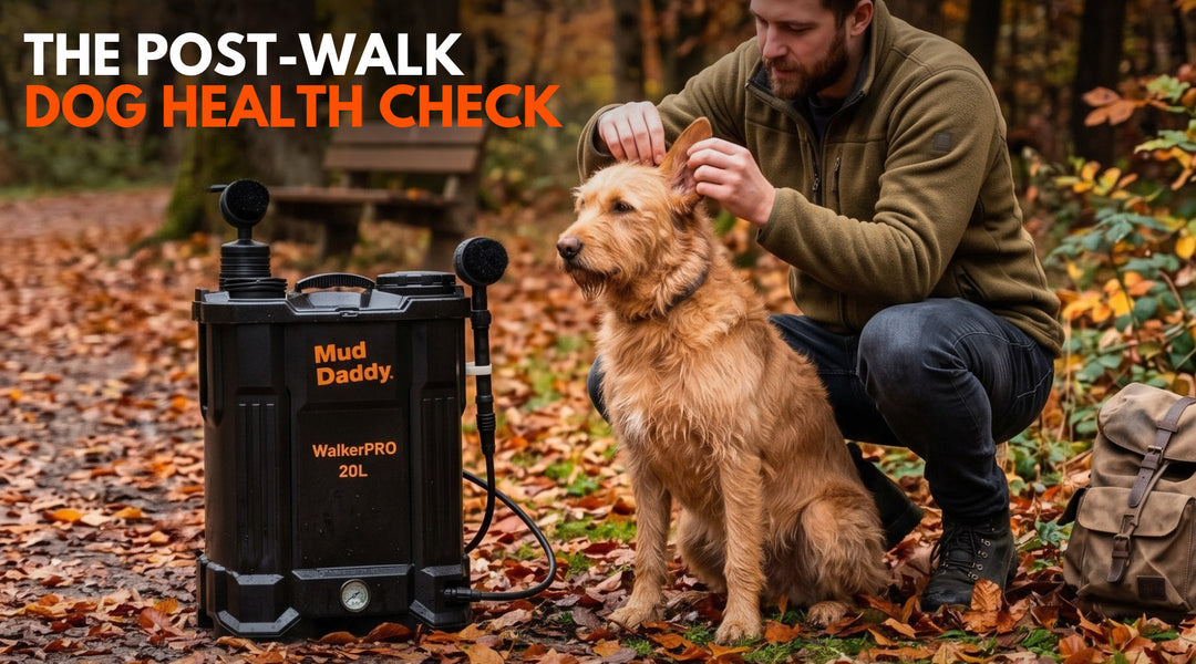 The Post-Walk Dog Health Check: Nose to Tail