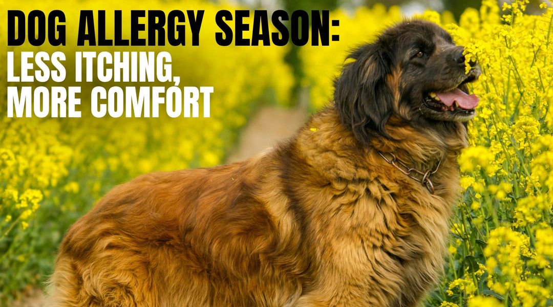 Dog Allergy Season: Less Itching, More Comfort