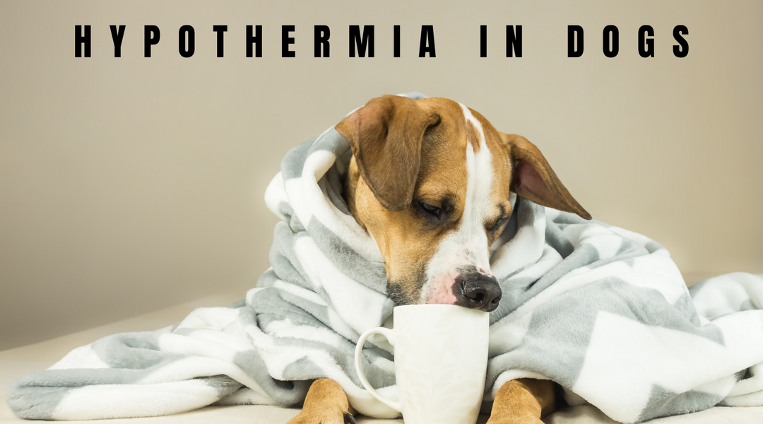 Recognising and Treating Hypothermia in Dogs: What Every Owner Should Know