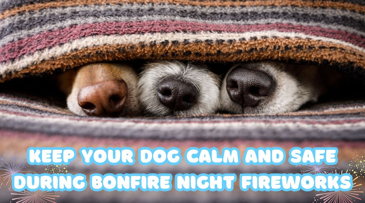 Keep Your Dog Calm and Safe During Bonfire Night Fireworks — muddaddy.co.uk