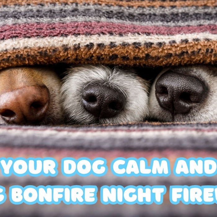 Keep Your Dog Calm and Safe During Bonfire Night Fireworks
