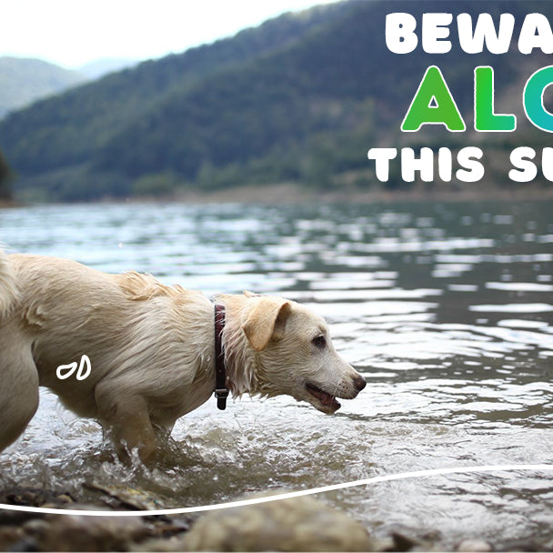 Beware of Algae This Summer!