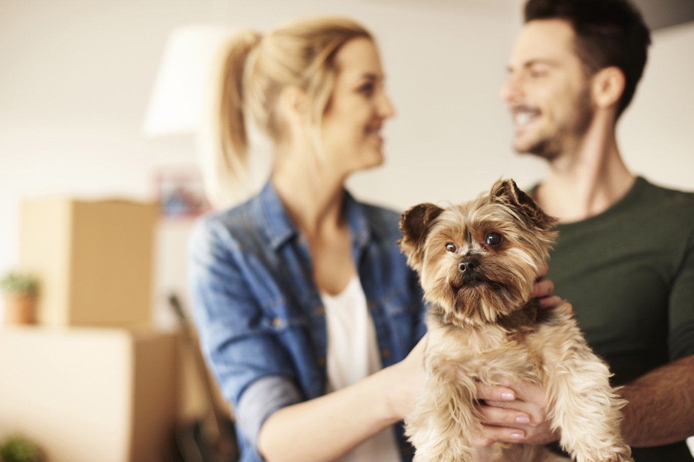 A guide to bringing a new dog into your lives – muddaddy.co.uk