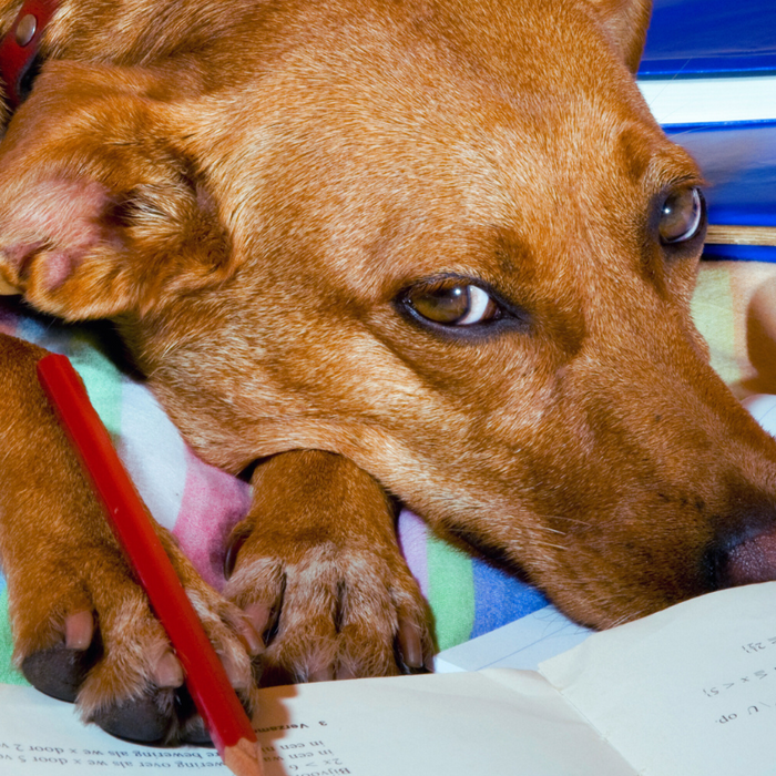 A+ in Pet Safety: Back to School Preparations for Pet Owners