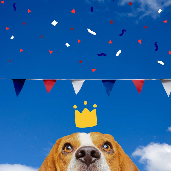 Paws For Celebration: How to keep you pet safe during the Coronation weekend