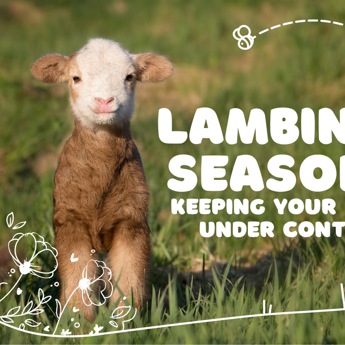 Lambing Season: Keeping your dog under control