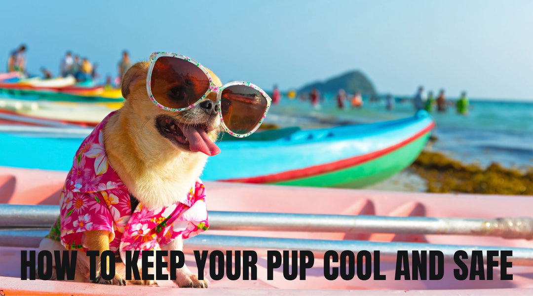 Overheating in Dogs: Signs of Heatstroke & How to Keep Dogs Cool