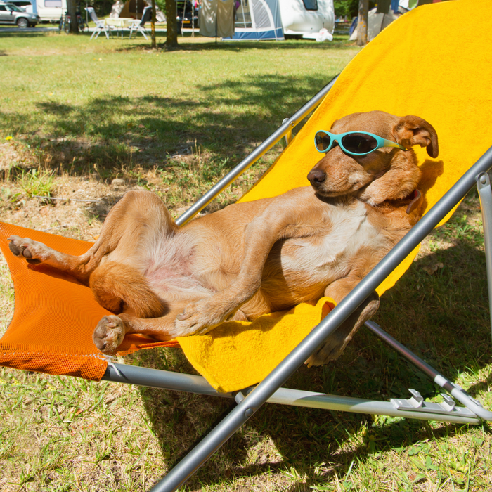 5 tips to make sure your dog stays safe in a heatwave