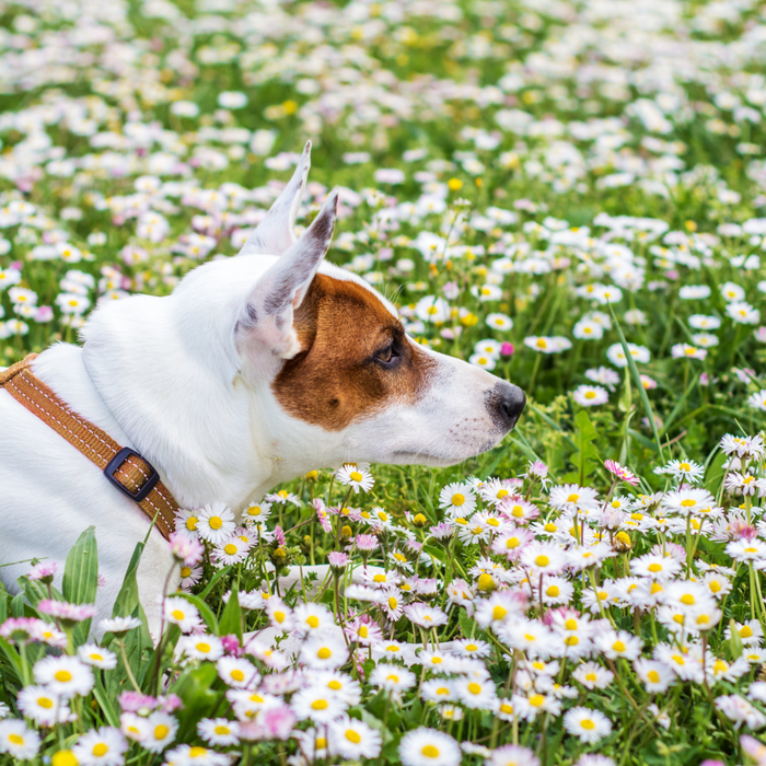 Toxic Plants for Dogs in Spring 💐