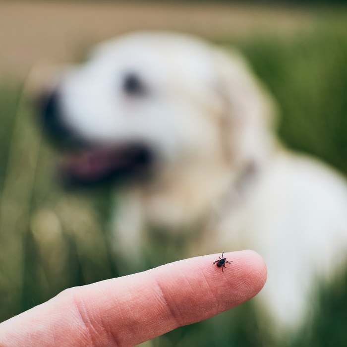 Ticks & Dogs: Summer Safety Guide